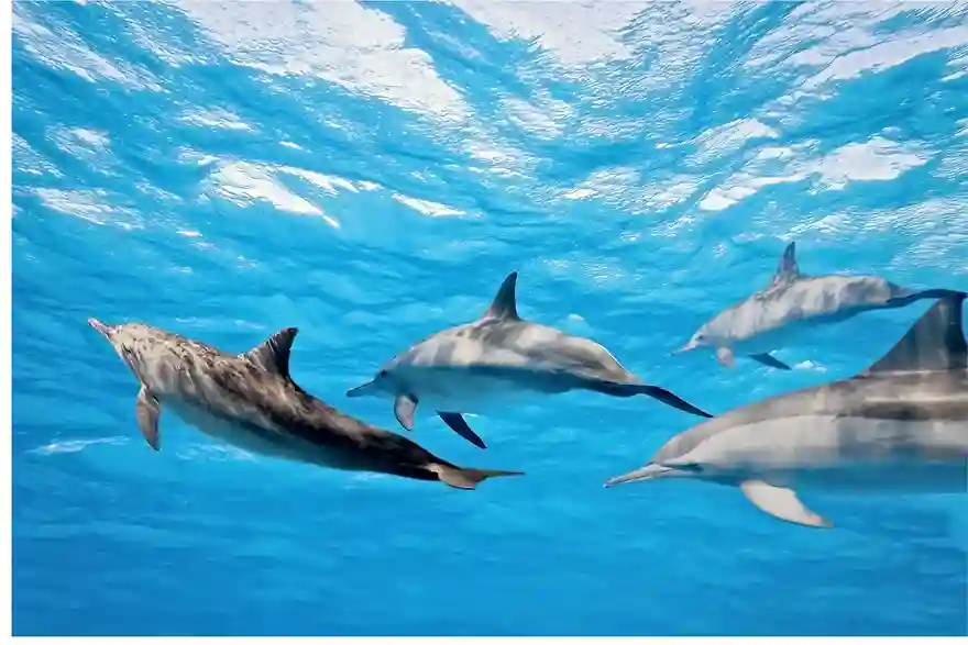 Sardinia Dolphin Tours