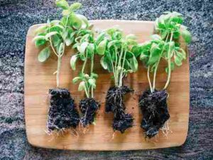 Can You Plant Supermarket Herbs