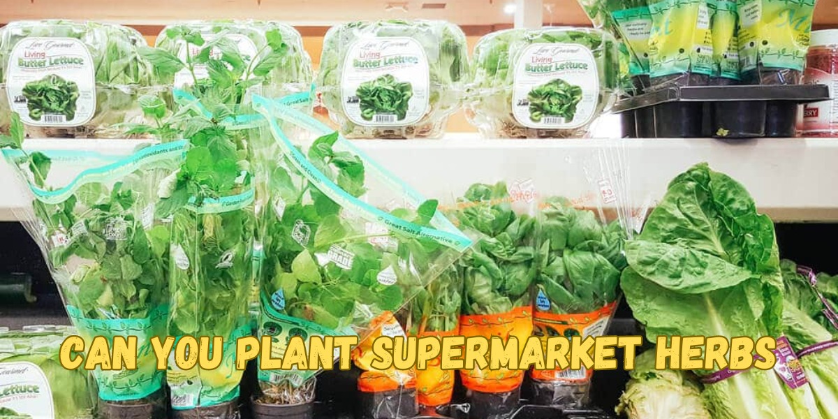 Can You Plant Supermarket Herbs