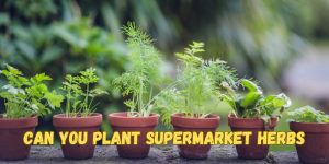 Can You Plant Supermarket Herbs