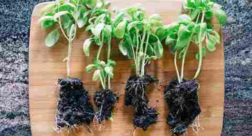 Can You Plant Supermarket Herbs