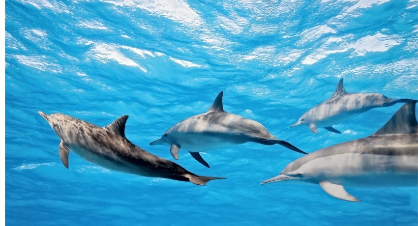 sardinia dolphin tours_